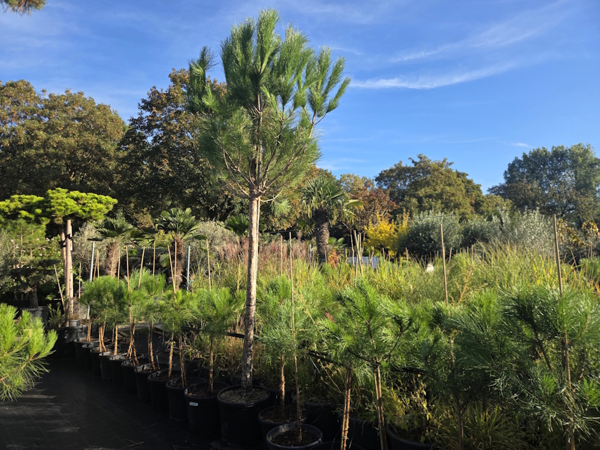 Pinus pinea 400 cm Mittelmeer - Schirmpinie - genau den im Bild Nr.3